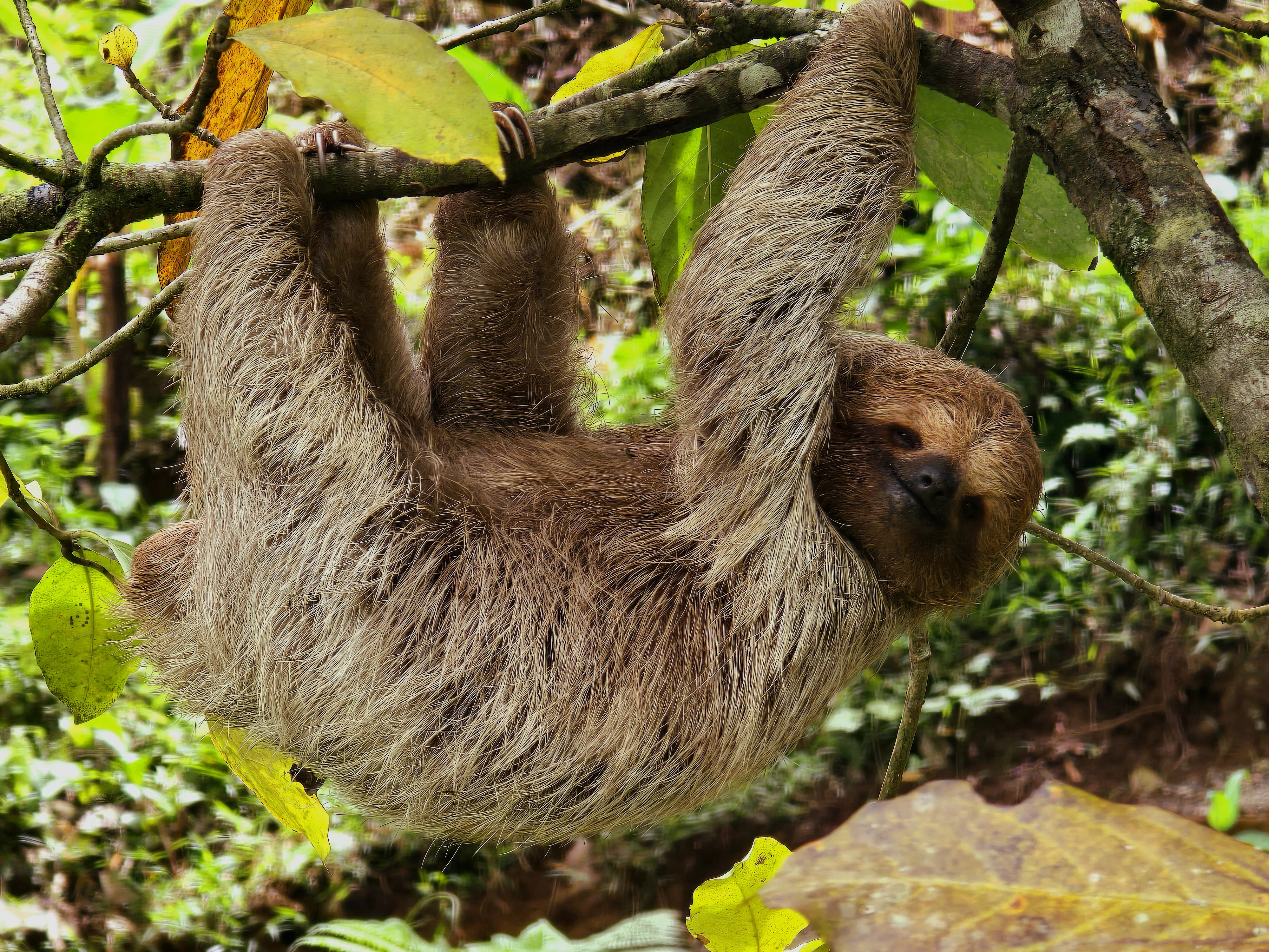sloth